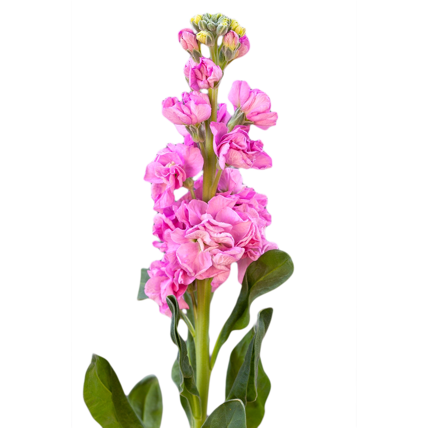 GIROFLEE IRON PINK